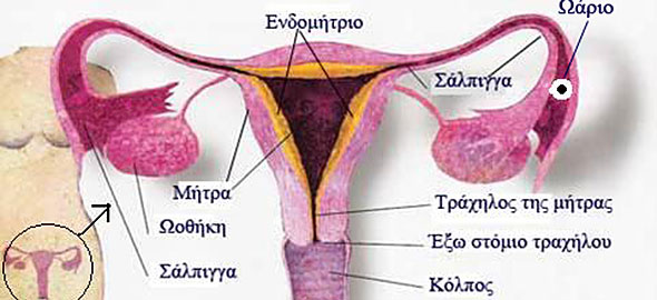 Αποτέλεσμα εικόνας για αναπαραγωγικό σύστημα γυναίκας