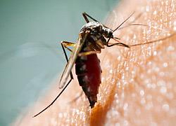 Ποιοι άνθρωποι έρχονται πρώτοι στις... προτιμήσεις των κουνουπιών