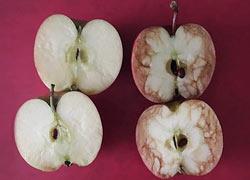 Πώς δυο μήλα μπορούν να διδάξουν στα παιδιά τον πόνο που προκαλεί το bullying