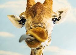 Καμηλοπάρδαλη έκανε «φτερά» από τον ζωολογικό κήπο στη Γαλλία