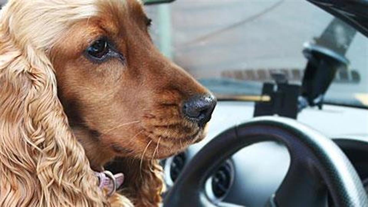 Ένας φοβιτσιάρης σκύλος στο αυτοκίνητο!