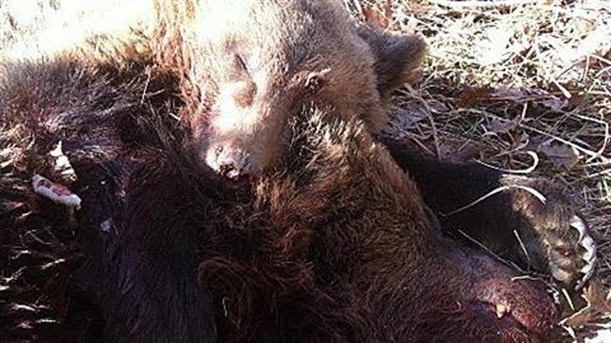 Πυροβόλησαν και σκότωσαν αρκούδα και το αρκουδάκι της στα ελληνοαλβανικά σύνορα