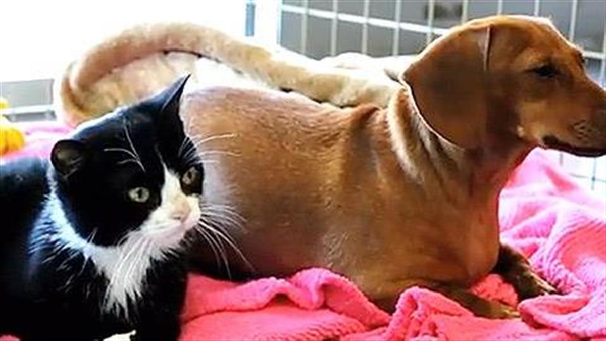 Παράλυτη γάτα και εγκαταλελειμμένος σκύλος: Το βίντεο μιας μεγάλης αγάπης!