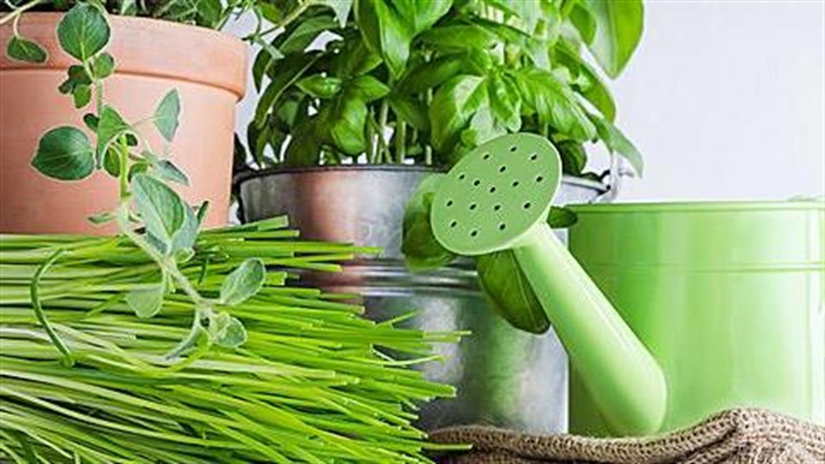 Πώς να φυτέψετε βότανα και μυρωδικά στη βεράντα σας