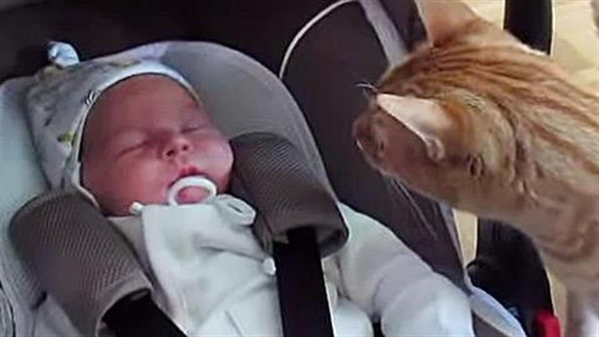 Τι συμβαίνει όταν μια γάτα και ένα μωρό συναντιούνται; Δείτε το ξεκαρδιστικό βίντεο!