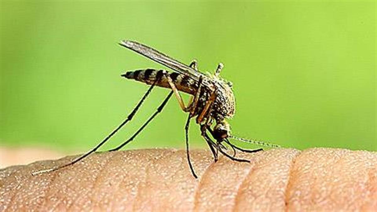 Ποιους τσιμπούν τα κουνούπια; Οι επιστήμονες απαντούν και συμβουλεύουν