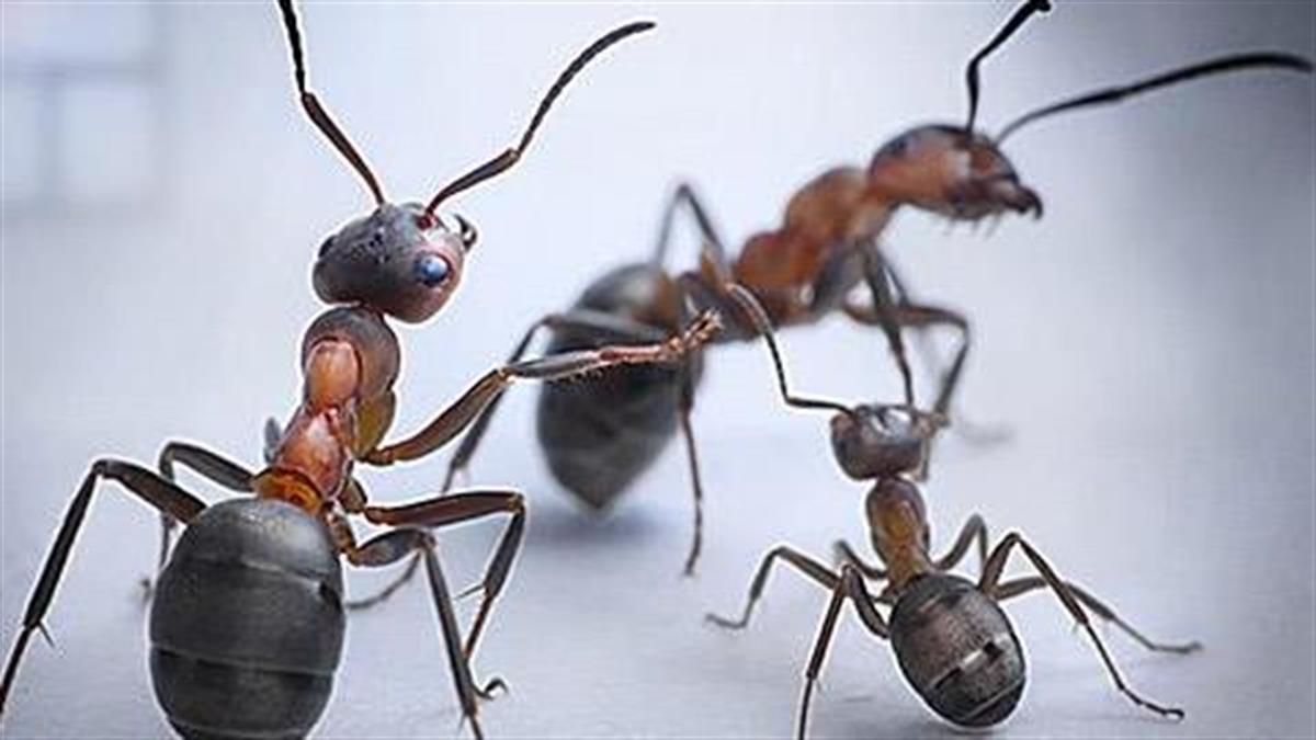Πώς θα απαλλαγείτε από τα μυρμήγκια;
