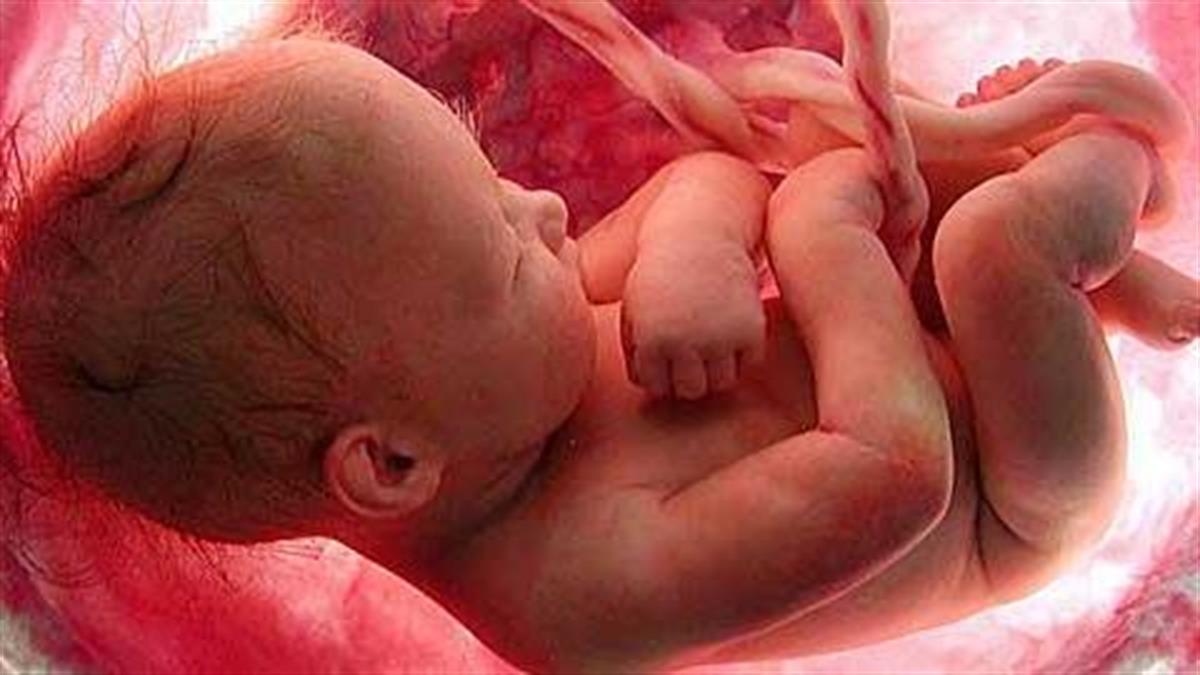 Πώς μεγαλώνει το έμβρυο στην κοιλιά της μαμάς σε 32 συγκλονιστικές φωτογραφίες