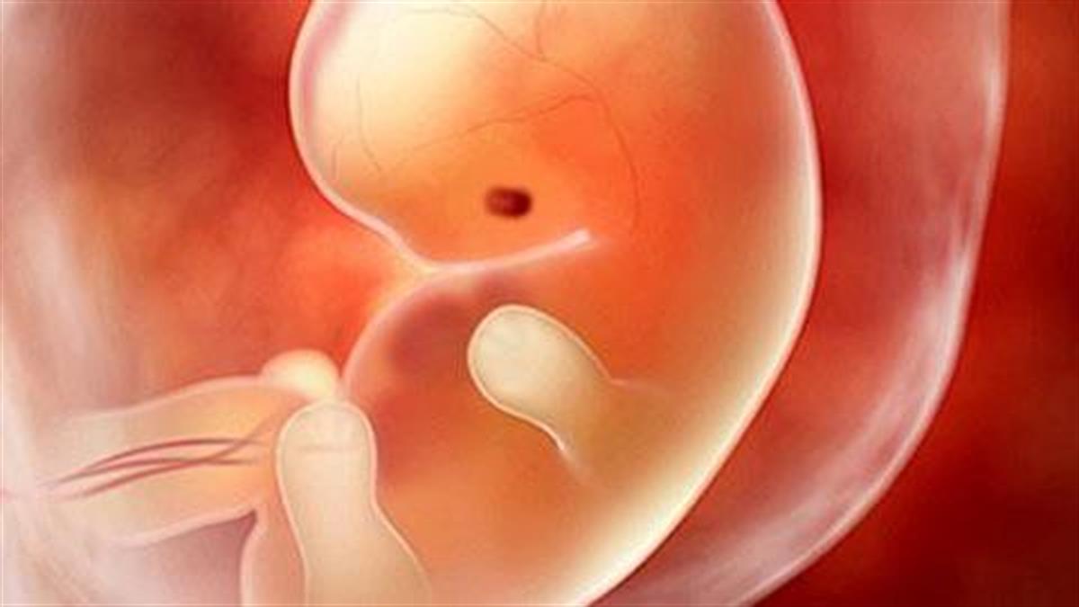 Πώς παίρνει σχήμα το μωρό στη μήτρα: Δείτε το απίστευτο βίντεο!