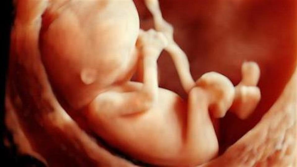 Δείτε πώς σχηματίζεται το έμβρυο σε ένα απίστευτο διάγραμμα!