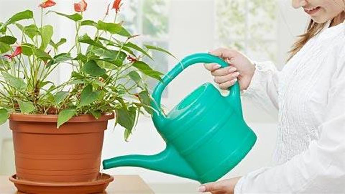 Προστατέψτε τα φυτά σας από τον καύσωνα