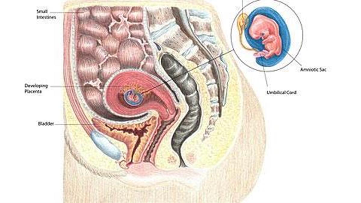 Τι συμβαίνει στην κοιλιά της εγκύου όσο μεγαλώνει το έμβρυο