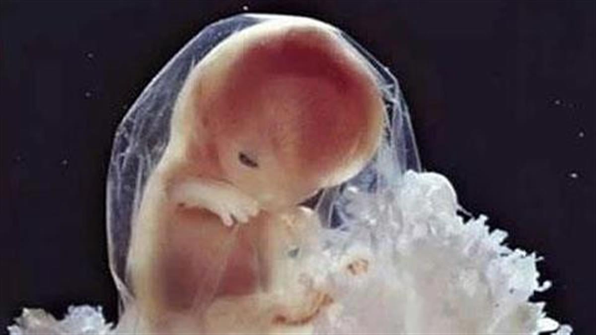 Συγκλονιστικές φωτογραφίες δείχνουν πώς αναπτύσσεται το μωρό στην κοιλιά της μαμάς!