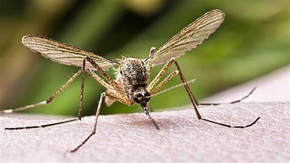 Προστατέψτε το παιδί από τα κουνούπια & τον ιό του Νείλου
