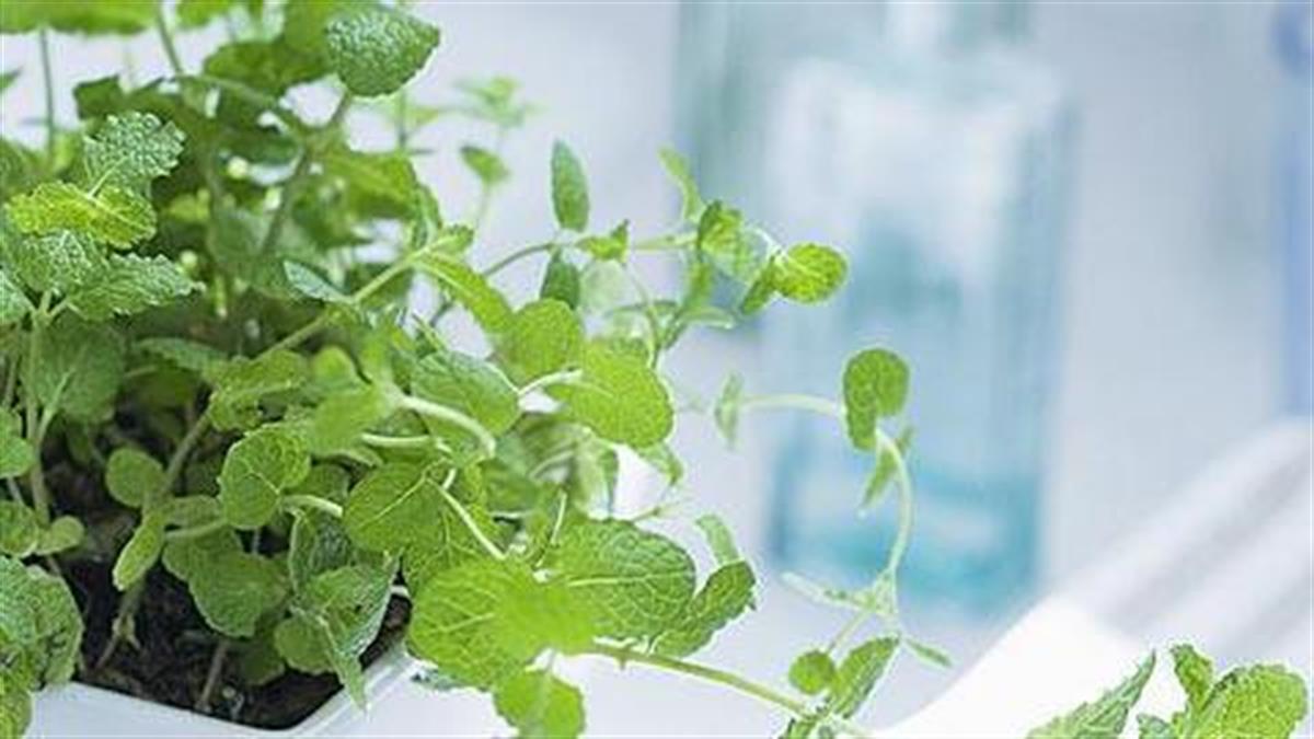 8 μυρωδικά που μπορείτε να φυτέψετε στην κουζίνα σας