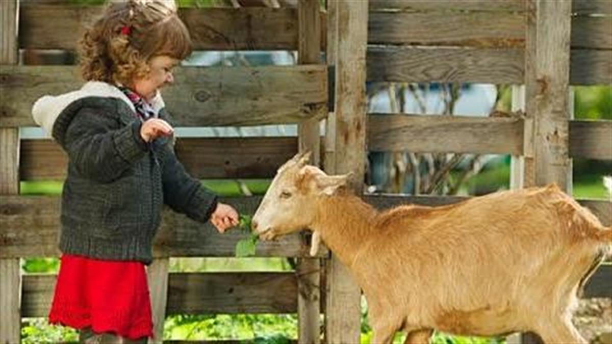 Κερδίστε 20 προσκλήσεις για τον «Μικρό Κτηνοτρόφο» στο Paradise Park!