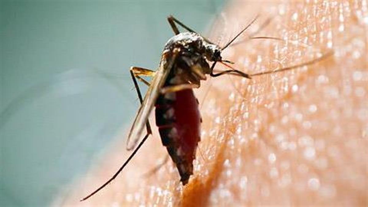Γιατί τα κουνούπια με τσιμπάνε περισσότερο από τους άλλους