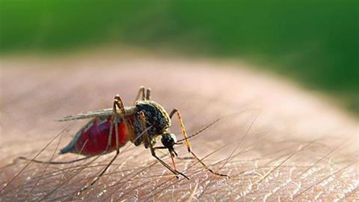 Κρούσματα ελονοσίας στην Ελλάδα: Τι συμβαίνει και πώς θα προστατευτούμε