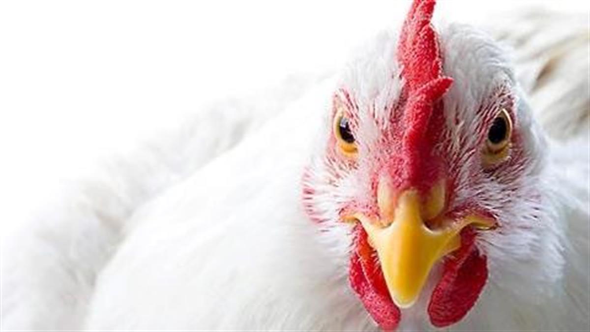5 συνταγές που θα ανανεώσουν το ενδιαφέρον σας για το κοτόπουλο