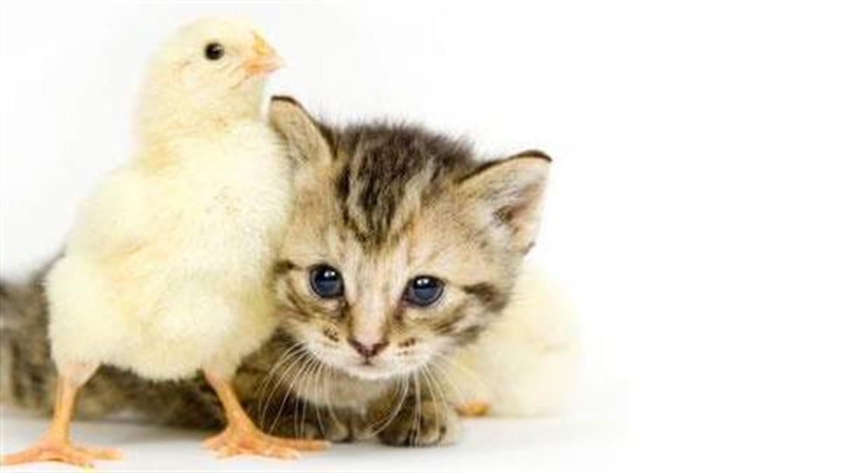 Εσύ κι εγώ μαζί: Αταίριαστες φιλίες