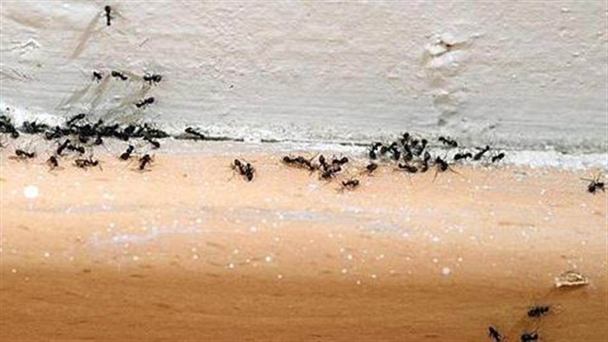 πωσ διωχνω τα μυρμήγκια
