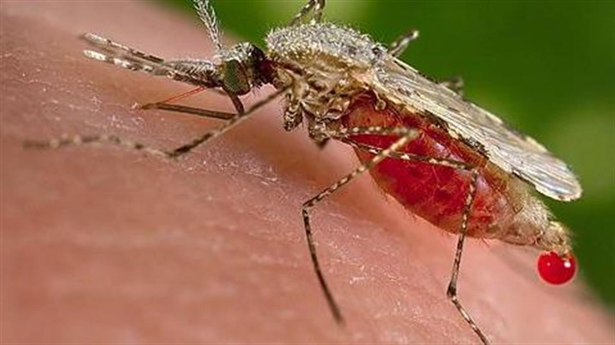 Το ΚΕ.ΕΛ.Π.ΝΟ προειδοποιεί: Υπαρκτός ο κίνδυνος ελονοσίας