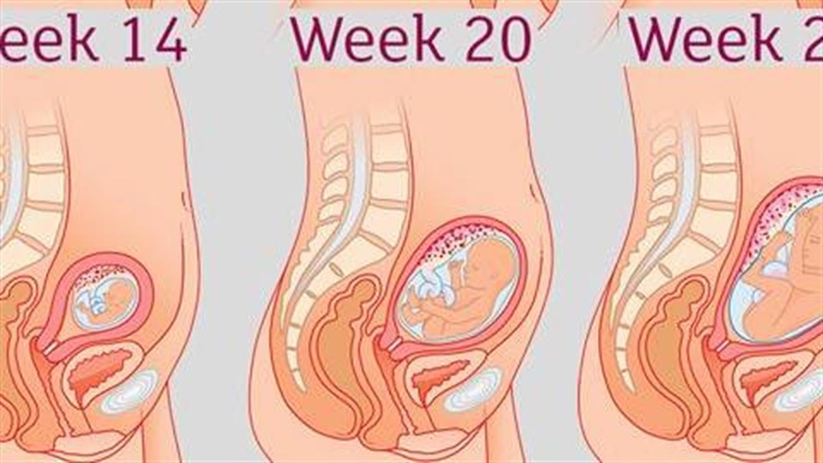 Όλα για το έμβρυο στην 35η εβδομάδα της εγκυμοσύνης. μήτρα και κοιλιά
