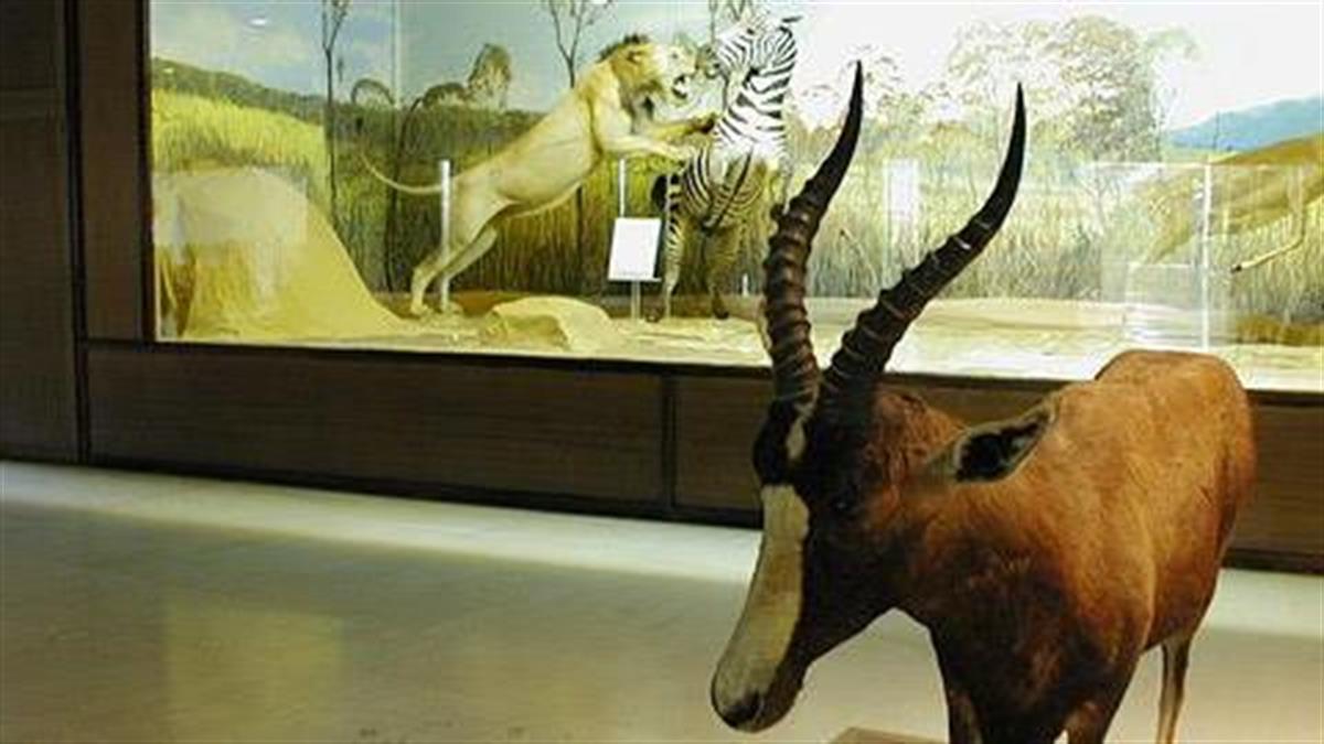 Ανοιχτό θα είναι αυτή την Κυριακή το Μουσείο Ζωολογίας του Πανεπιστημίου Αθηνών