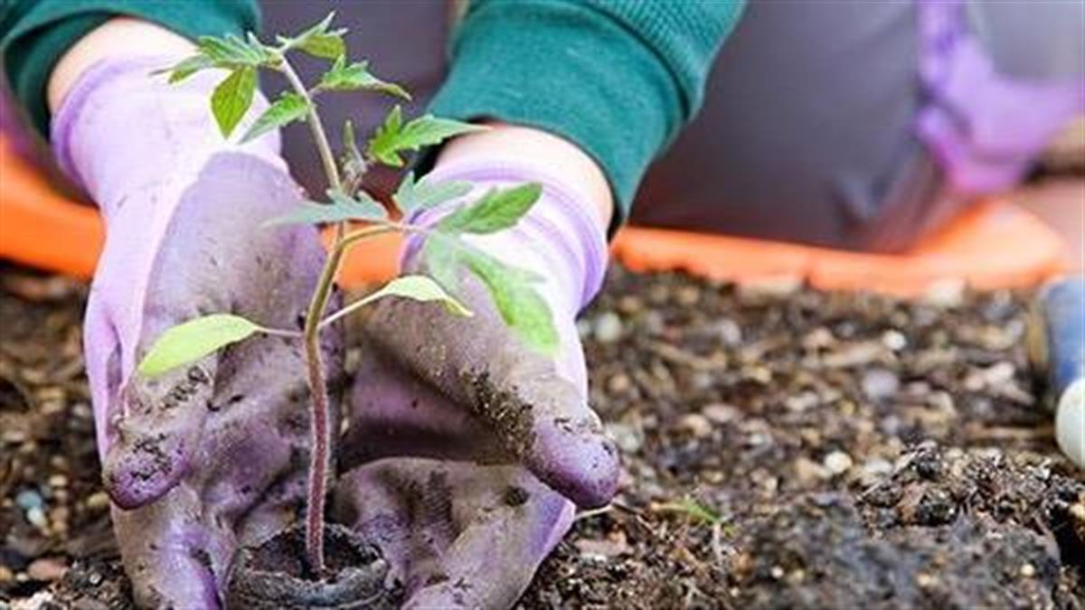 Κηπουρική: Τι να σπείρετε τον Νοέμβριο