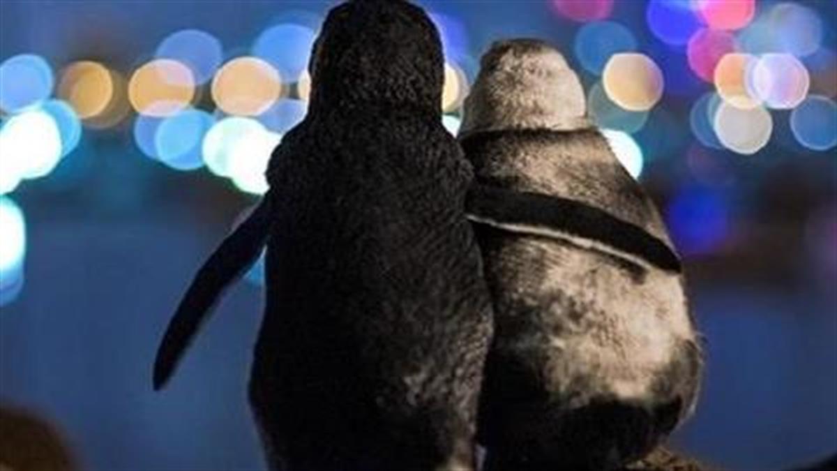 Δύο πιγκουίνοι που έχασαν τα ταίρια τους κοιτούν αγκαλιά τα φώτα της πόλης