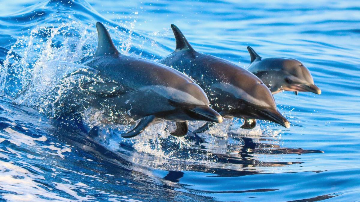 Ιθάκη: ένα κοπάδι δελφίνια «χορεύουν» γύρω από φουσκωτό σκάφος
