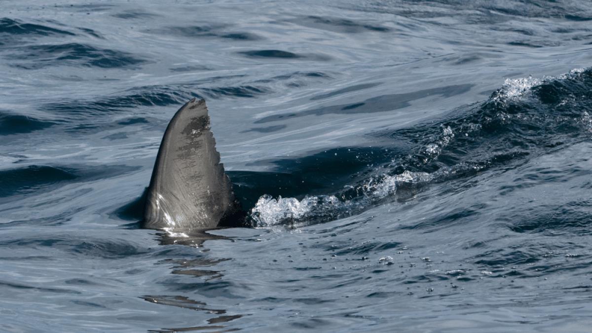 Εμφανίστηκε καρχαρίας σε παραλία του Ναυπλίου - κολυμπούσε στα ρηχά