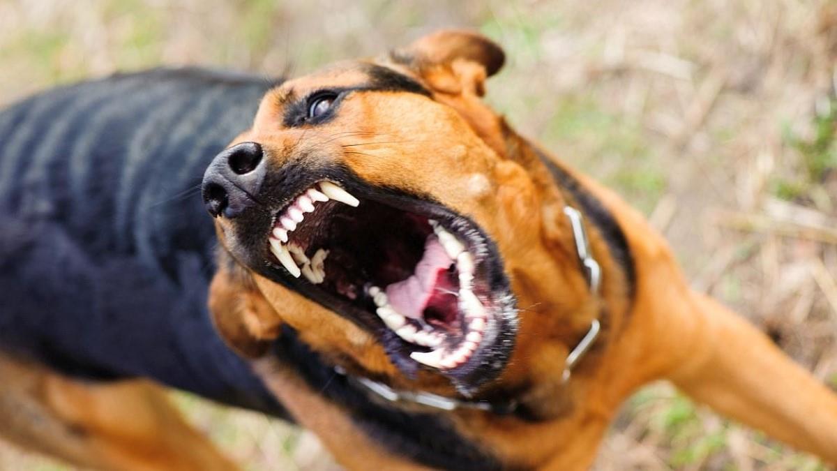 Λαμία: άγριος σκύλος δάγκωσε 5χρονο και τη μητέρα του στην παιδική χαρά