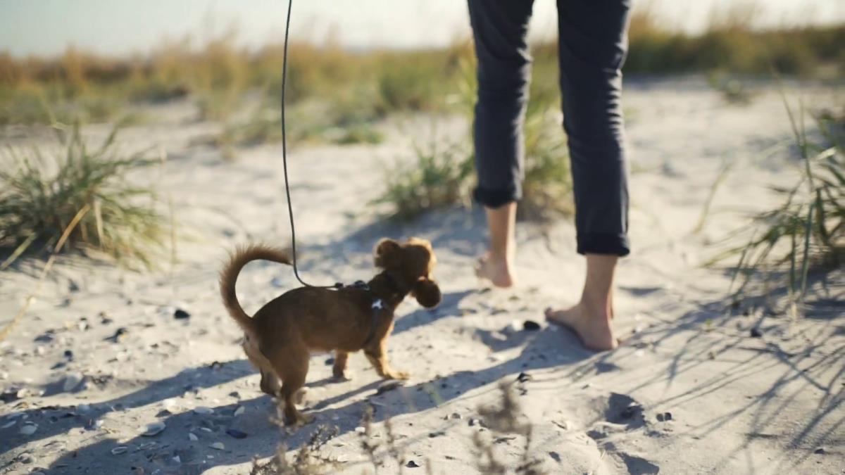 Η αγγελία της χρονιάς: δίνουν μισθό €1.000 για babysitting σκύλου στη Μύκονο