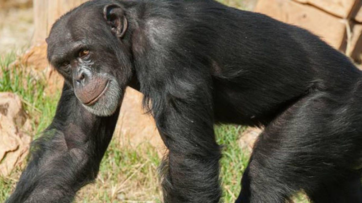 Προανάκριση για τον θάνατο του χιμπατζή που το έσκασε από το Αττικό Πάρκο