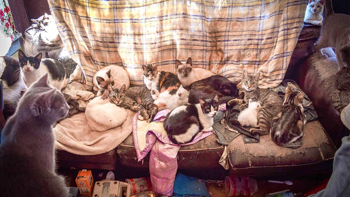 15χρονη ζούσε σε ακατάλληλες συνθήκες υγιεινής - είχαν 40 γάτες στο σπίτι!