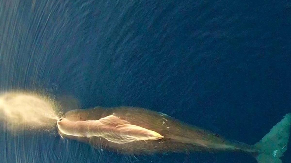 Γιγαντιαία φάλαινα φυσητήρας εντοπίστηκε στο βορειοανατολικό Αιγαίο