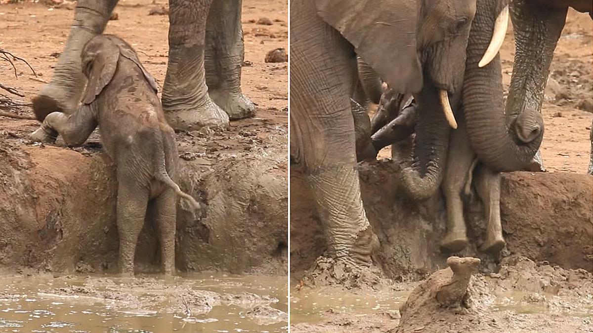 Η δύναμη της μητρικής αγάπης: ελεφαντίνα σώζει το εγκλωβισμένο μωρό της