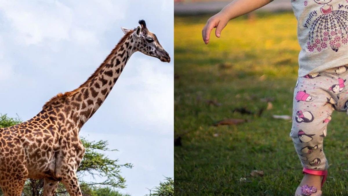 16 μηνών μωράκι ποδοπατήθηκε μέχρι θανάτου από καμηλοπάρδαλη σε ζωολογικό πάρκο