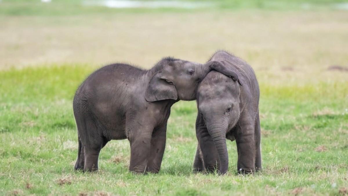 Γεννήθηκαν δίδυμα ελεφαντάκια σε ζωολογικό κήπο - συμβαίνει 1 φορά στις 100!