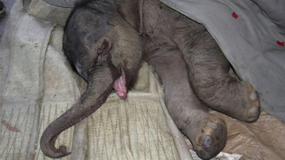 Μωρό ελεφαντάκι έκλαιγε για 5 ολόκληρες ώρες επειδή το έδιωξε η μαμά του