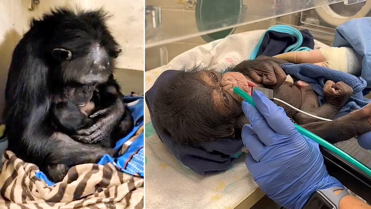 Μαμά χιμπατζής αγκαλιάζει τρυφερά το νεογέννητό της 2 μέρες μετά την καισαρική