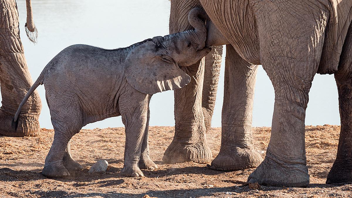 Το πιο τρυφερό βίντεο: ελεφαντίνα βοηθά το 5 ωρών μωρό της να θηλάσει