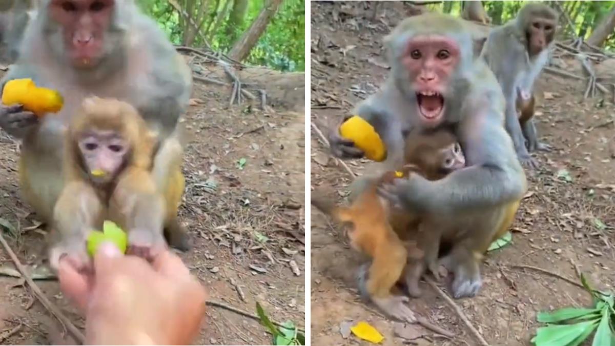 Μαμά μαϊμού μαθαίνει στο μωρό της να... μην παίρνει φαγητό από ξένους!