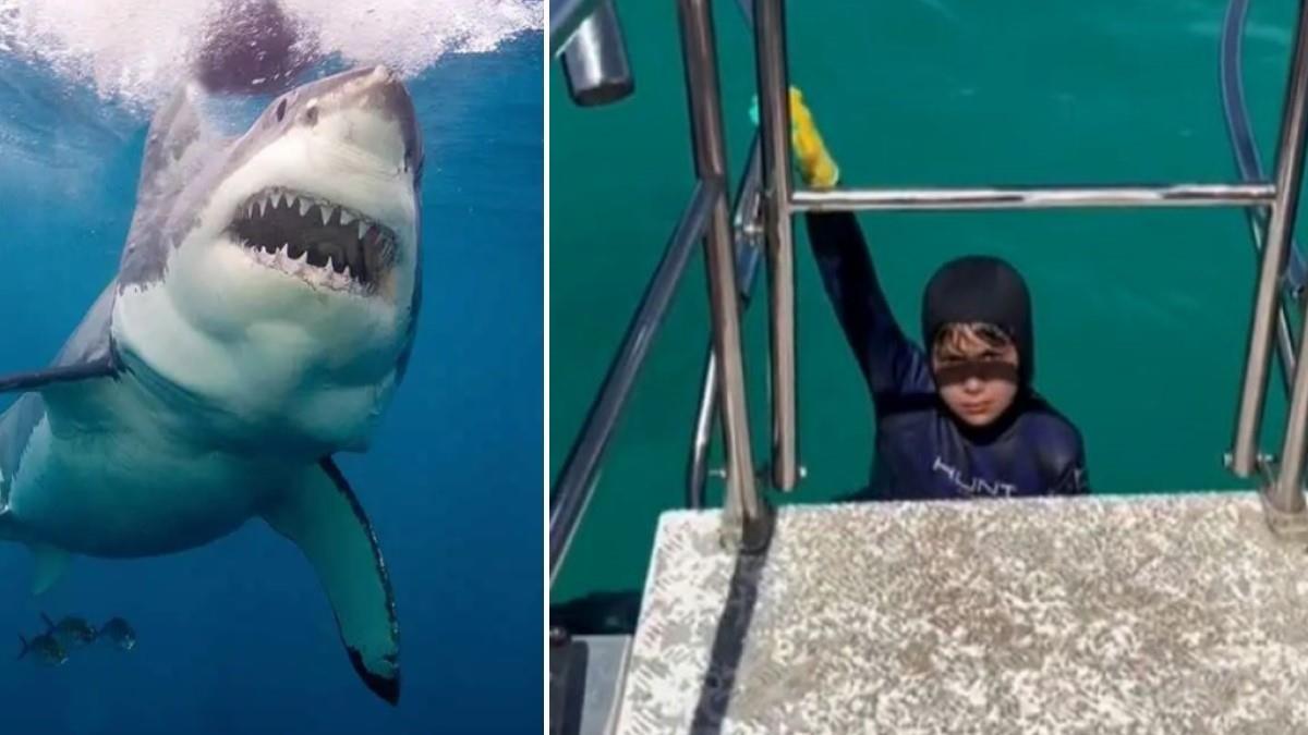 8χρονος ψαράς πιάστηκε στα δόντια… καρχαρία και τη γλίτωσε μόνο με μια γρατζουνιά!