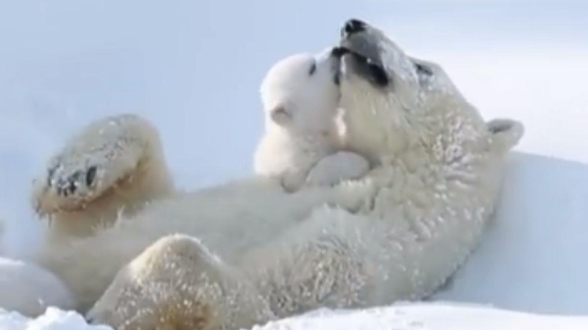 Το πιο γλυκό βίντεο: μωρό αρκουδάκι κάνει αγκαλιές με τη μαμά του στο χιόνι
