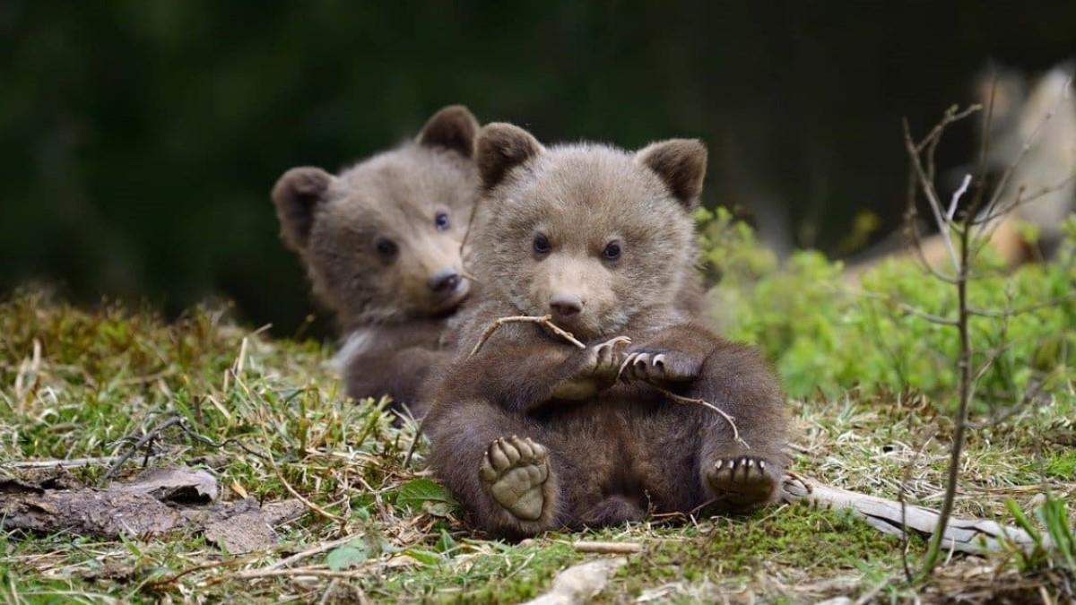 Αγρότης βρήκε στο χωράφι του μαμά αρκούδα με τα δύο νεογέννητα αρκουδάκια της