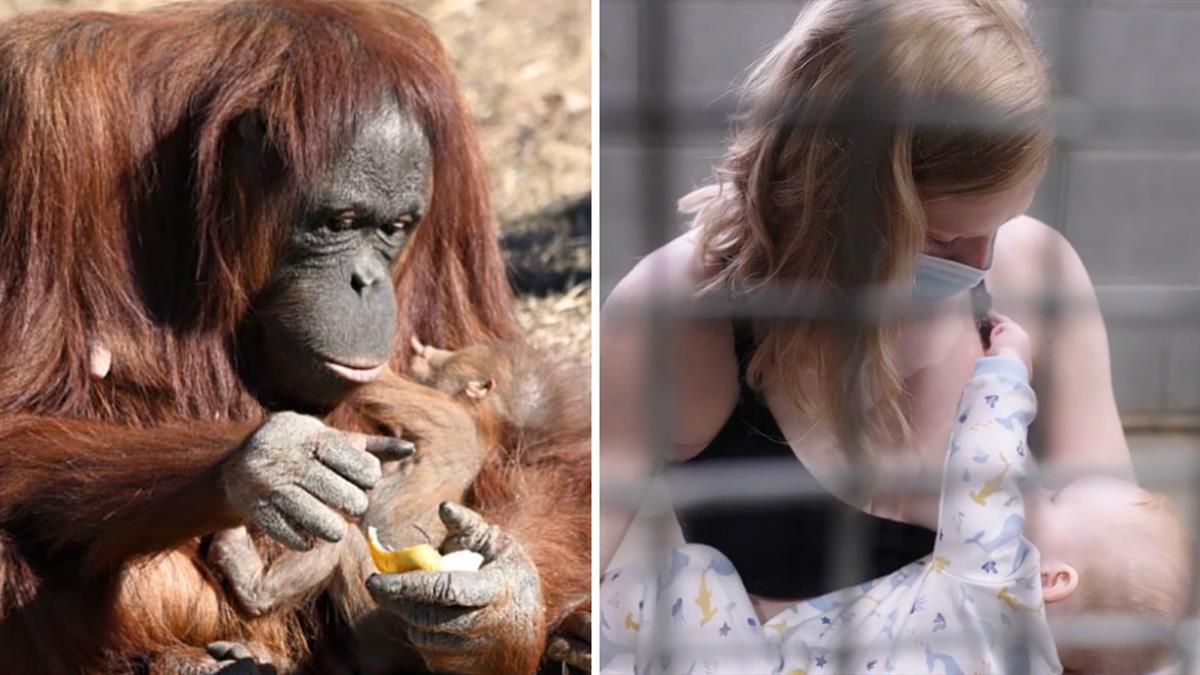 Φύλακας ζωολογικού κήπου έμαθε σε μαμά ουρακοτάγκο πώς να θηλάζει το μωράκι της