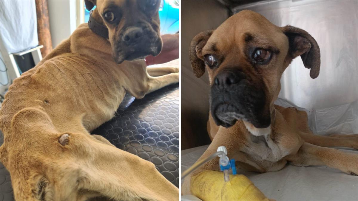 Έχασε τη μάχη με τη ζωή η Νίκη, το σκυλάκι που βρέθηκε δεμένο και σκελετωμένο στην Ηλεία