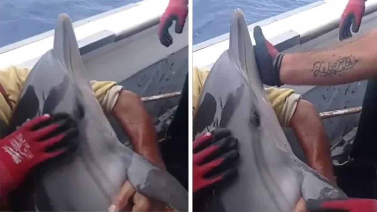Ψαράδες στην Κάλυμνο διέσωσαν μωρό δελφινάκι που πιάστηκε στα δίχτυα τους